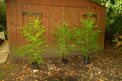 Cupressus Castlewellan